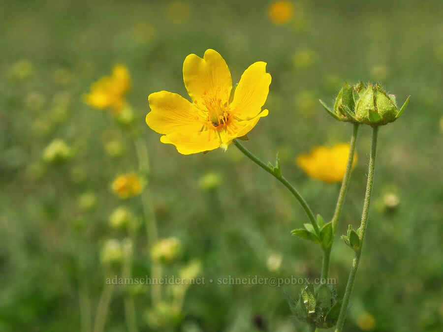 fan-leaf cinquefoil (Potentilla flabellifolia) [Skyline Trail, Mt. Rainier National Park, Pierce County, Washington]
