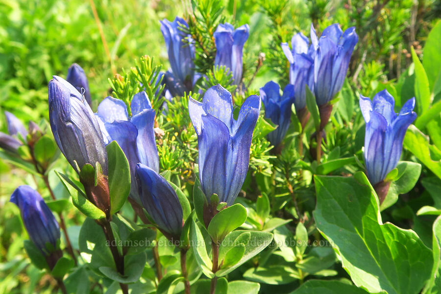 explorer's gentian (Gentiana calycosa) [Skyline Trail, Mt. Rainier National Park, Pierce County, Washington]