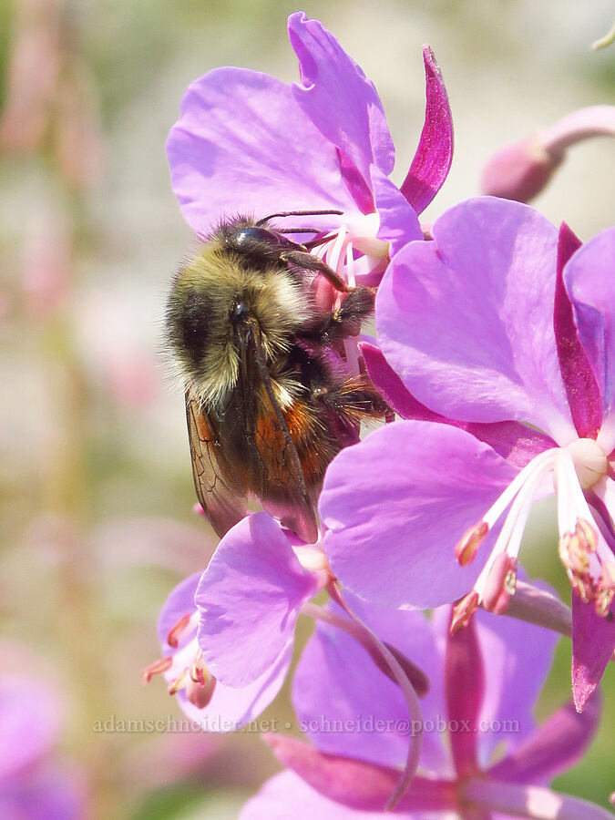 black-tailed bumblebee on fireweed (Bombus melanopygus, Chamerion angustifolium (Chamaenerion angustifolium) (Epilobium angustifolium)) [Skyline Trail, Mt. Rainier National Park, Pierce County, Washington]