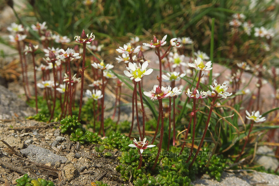 Tolmie's saxifrage (Micranthes tolmiei (Saxifraga tolmiei)) [Skyline Trail, Mt. Rainier National Park, Pierce County, Washington]