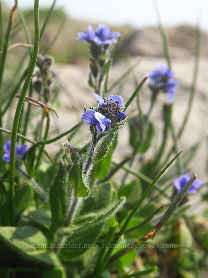 alpine speedwell (Veronica wormskjoldii) [Skyline Trail, Mt. Rainier National Park, Pierce County, Washington]