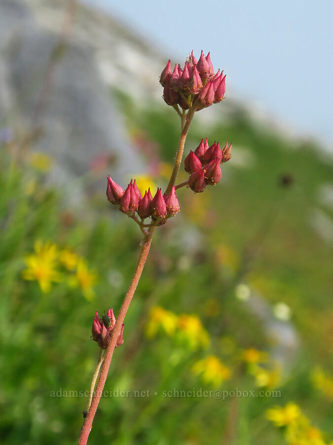 leather-leaf saxifrage, going to seed (Leptarrhena pyrolifolia (Saxifraga pyrolifolia)) [Skyline Trail, Mt. Rainier National Park, Pierce County, Washington]