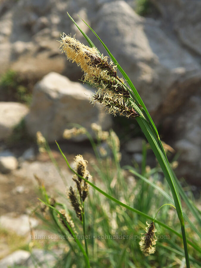 sedge (Carex sp.) [Skyline Trail, Mt. Rainier National Park, Pierce County, Washington]