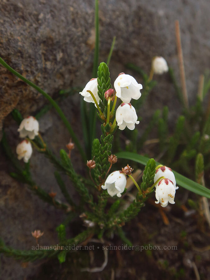 white mountain heather (Cassiope mertensiana) [Skyline Trail, Mt. Rainier National Park, Pierce County, Washington]