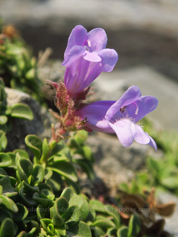 Davidson's penstemon (Penstemon davidsonii) [Skyline Trail, Mt. Rainier National Park, Pierce County, Washington]
