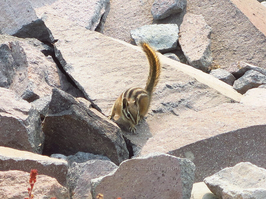 chipmunk (Neotamias sp. (Tamias sp.)) [Skyline Trail, Mt. Rainier National Park, Pierce County, Washington]