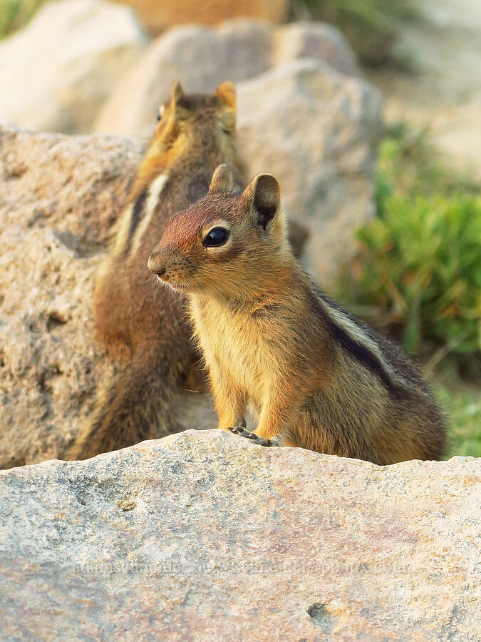 Cascade golden-mantled ground squirrel (Callospermophilus saturatus (Spermophilus saturatus)) [Skyline Trail, Mt. Rainier National Park, Pierce County, Washington]