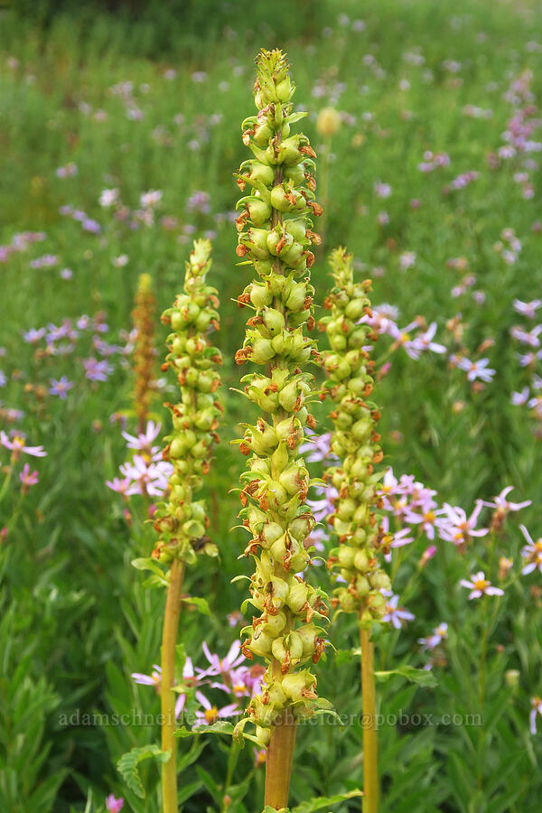bracted lousewort, going to seed (Pedicularis bracteosa) [Dead Horse Creek Trail, Mt. Rainier National Park, Pierce County, Washington]