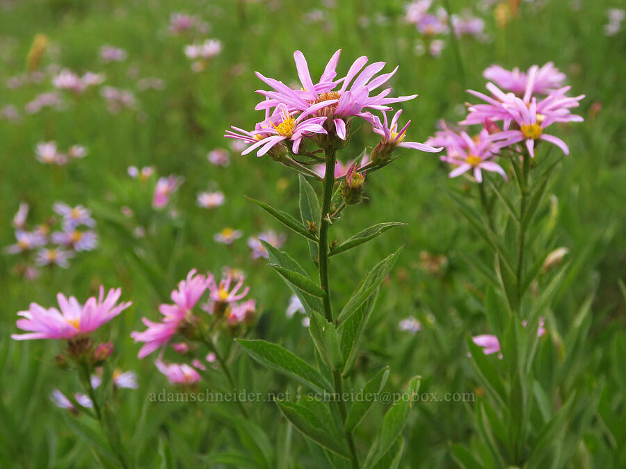 Cascade asters (Doellingeria ledophylla (Eucephalus ledophyllus) (Aster ledophyllus)) [Dead Horse Creek Trail, Mt. Rainier National Park, Pierce County, Washington]