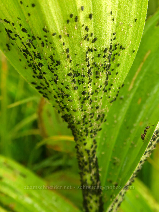 aphids on a corn lily (Aphis sp., Veratrum viride var. eschscholtzianum (Veratrum eschscholtzii)) [Dead Horse Creek Trail, Mt. Rainier National Park, Pierce County, Washington]