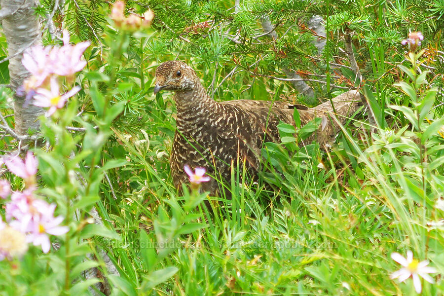 sooty grouse (Dendragapus fuliginosus) [Waterfall Trail, Mt. Rainier National Park, Pierce County, Washington]