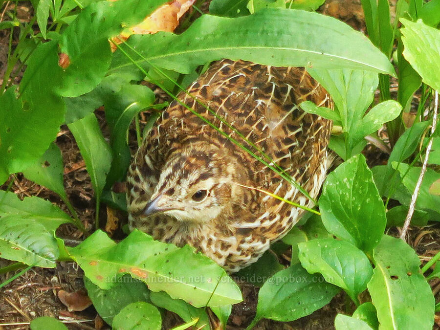 baby grouse (Dendragapus fuliginosus) [Waterfall Trail, Mt. Rainier National Park, Pierce County, Washington]
