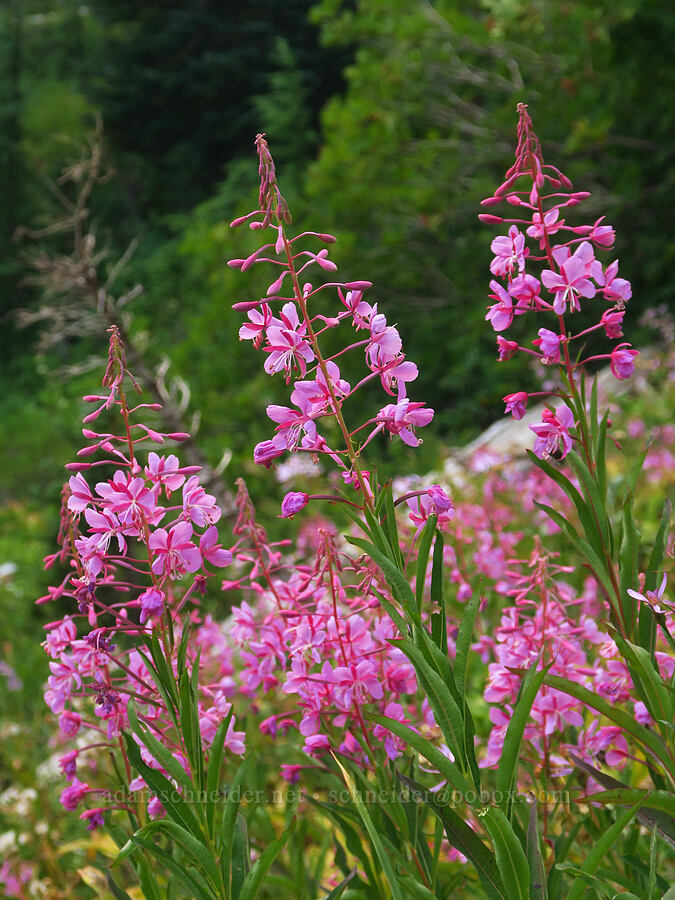 fireweed (Chamerion angustifolium (Chamaenerion angustifolium) (Epilobium angustifolium)) [Waterfall Trail, Mt. Rainier National Park, Pierce County, Washington]