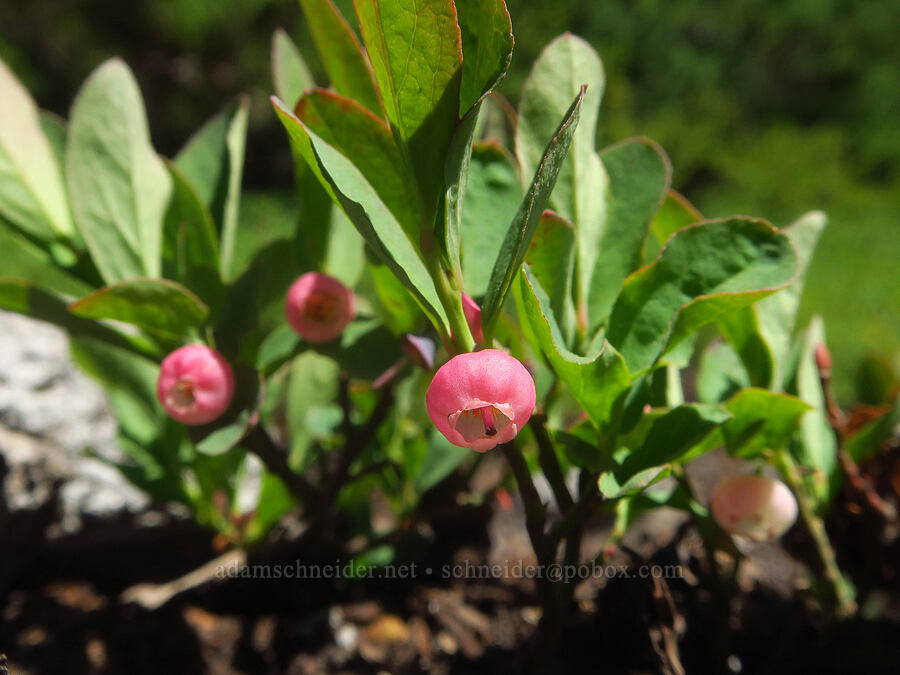 Cascades blueberry flowers (Vaccinium deliciosum) [Chain Lakes Trail, Mt. Baker-Snoqualmie National Forest, Whatcom County, Washington]