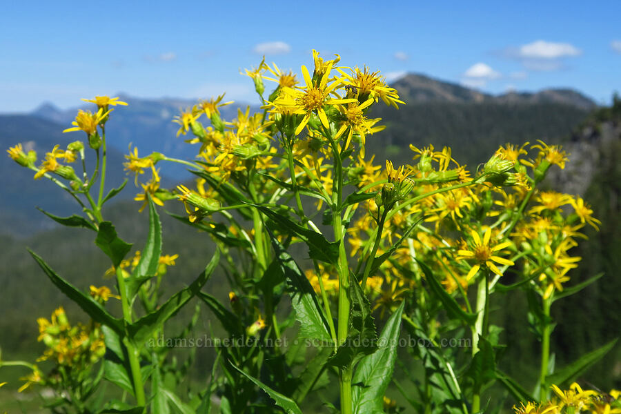 arrow-leaf groundsel (Senecio triangularis) [Ptarmigan Ridge Trail, Mt. Baker Wilderness, Whatcom County, Washington]