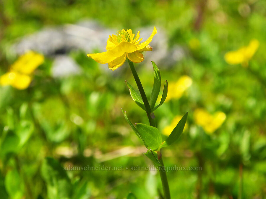 snow buttercups (Ranunculus eschscholtzii) [Ptarmigan Ridge Trail, Mt. Baker Wilderness, Whatcom County, Washington]