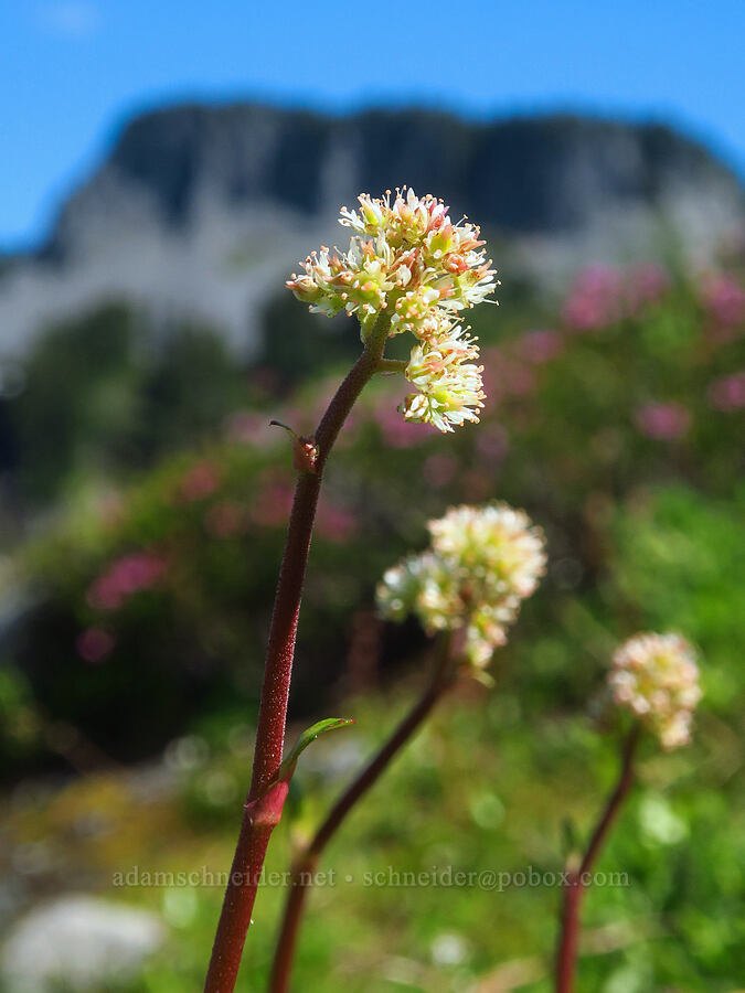 leather-leaf saxifrage (Leptarrhena pyrolifolia (Saxifraga pyrolifolia)) [Ptarmigan Ridge Trail, Mt. Baker Wilderness, Whatcom County, Washington]