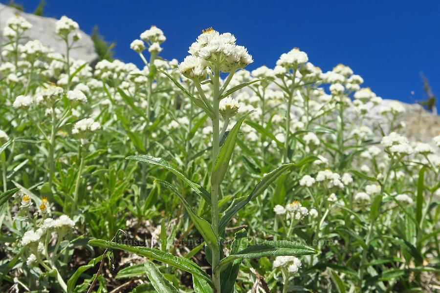 pearly everlasting (Anaphalis margaritacea) [Ptarmigan Ridge Trail, Mt. Baker Wilderness, Whatcom County, Washington]