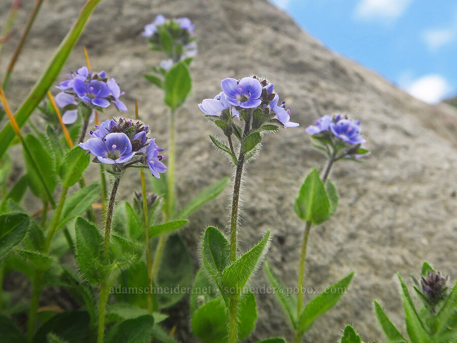 alpine speedwell (Veronica wormskjoldii) [Ptarmigan Ridge Trail, Mt. Baker Wilderness, Whatcom County, Washington]