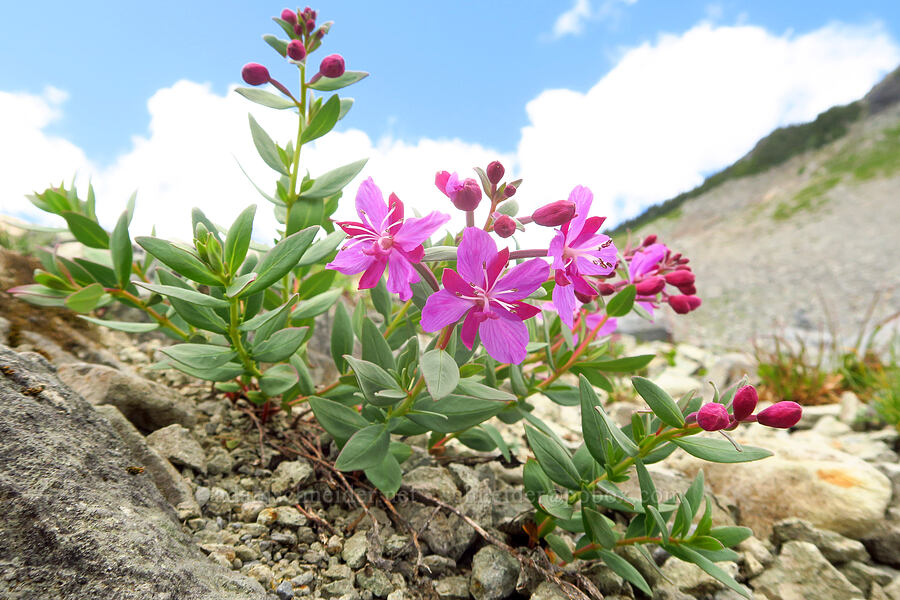 dwarf fireweed (Chamerion latifolium (Chamaenerion latifolium) (Epilobium latifolium)) [Ptarmigan Ridge Trail, Mt. Baker Wilderness, Whatcom County, Washington]