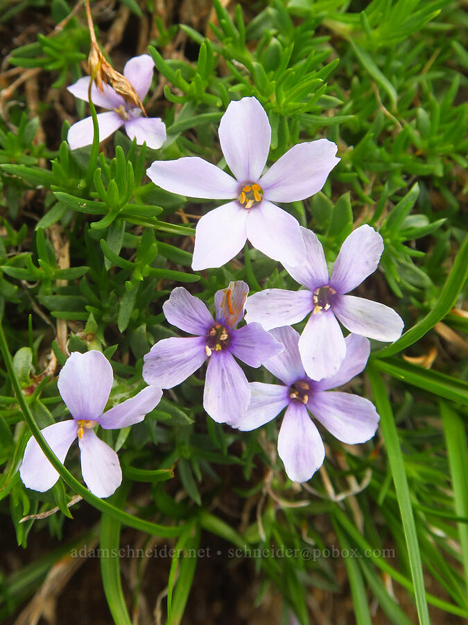 spreading phlox (Phlox diffusa) [Ptarmigan Ridge, Mt. Baker Wilderness, Whatcom County, Washington]