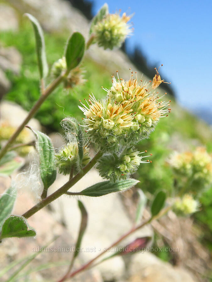 silver-leaf phacelia (Phacelia hastata) [Ptarmigan Ridge, Mt. Baker Wilderness, Whatcom County, Washington]
