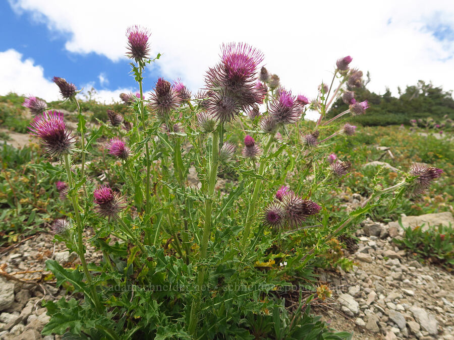 edible thistle (Cirsium edule) [Ptarmigan Ridge, Mt. Baker Wilderness, Whatcom County, Washington]