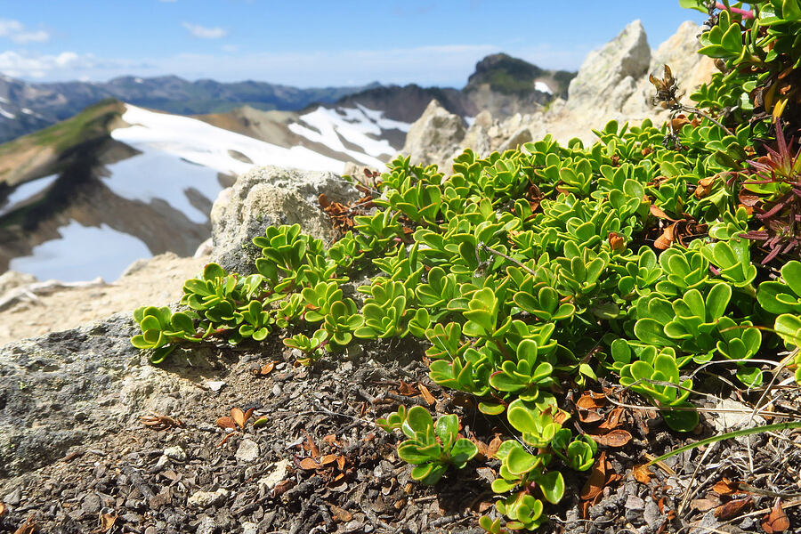 Davidson's penstemon leaves (Penstemon davidsonii) [Coleman Pinnacle, Mt. Baker Wilderness, Whatcom County, Washington]