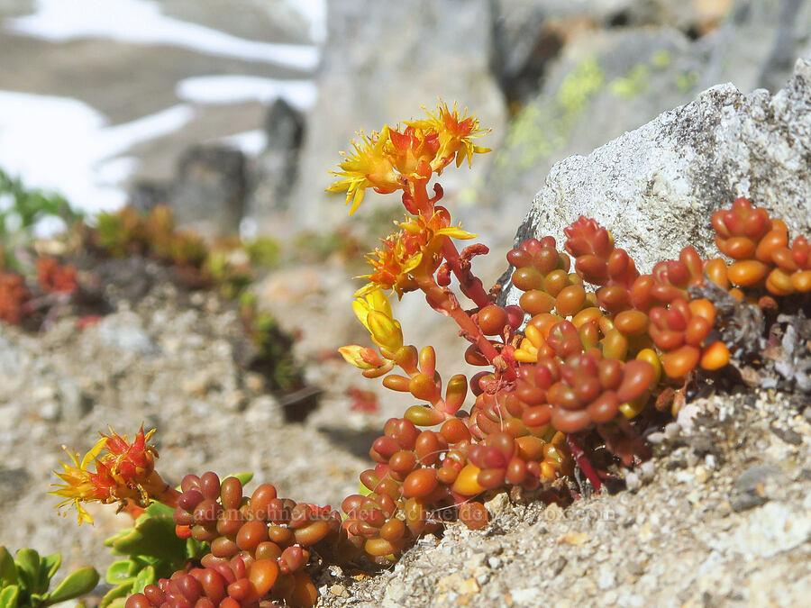 Cascade stonecrop (Sedum divergens) [Coleman Pinnacle, Mt. Baker Wilderness, Whatcom County, Washington]