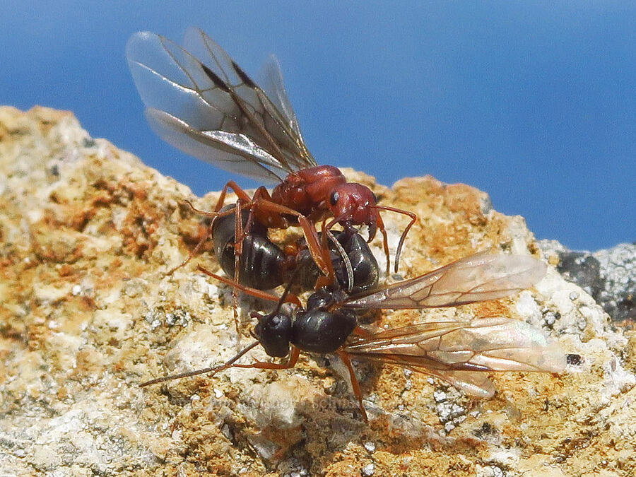 hilltopping ants (Formica aserva) [Coleman Pinnacle, Mt. Baker Wilderness, Whatcom County, Washington]