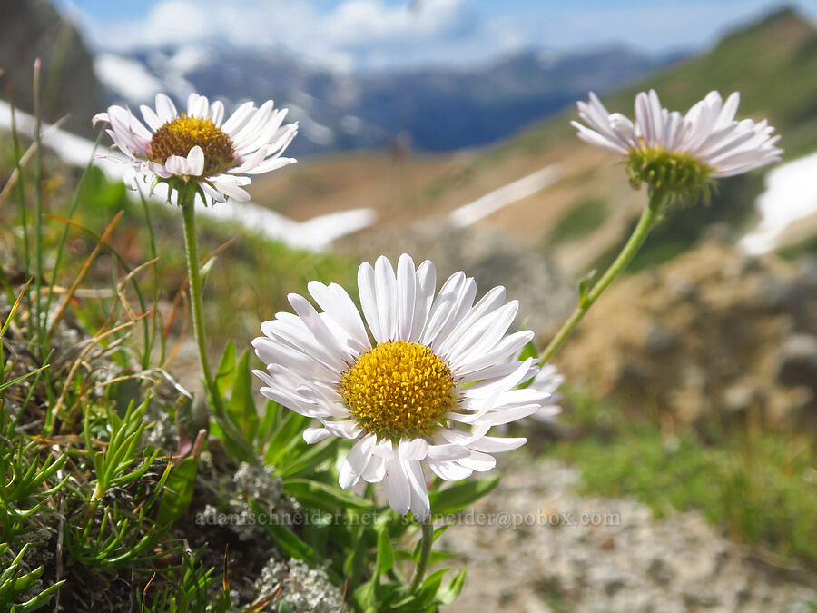 very short subalpine fleabane (Erigeron glacialis var. glacialis) [Ptarmigan Ridge, Mt. Baker Wilderness, Whatcom County, Washington]