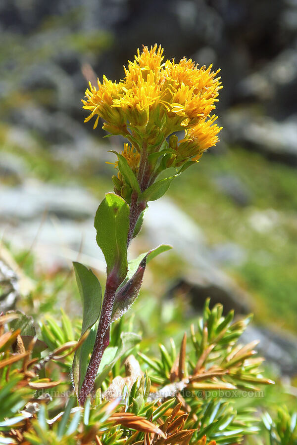 northern goldenrod (Solidago multiradiata) [Ptarmigan Ridge, Mt. Baker Wilderness, Whatcom County, Washington]