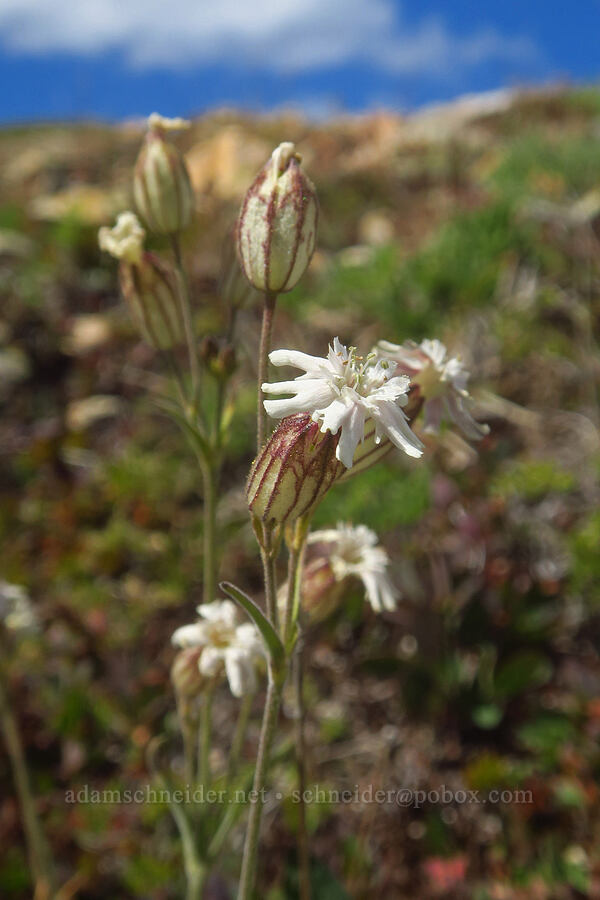 Parry's catchfly (Silene parryi) [Ptarmigan Ridge, Mt. Baker Wilderness, Whatcom County, Washington]