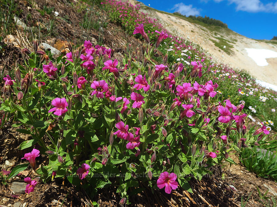 Lewis' monkeyflower (Erythranthe lewisii (Mimulus lewisii)) [Ptarmigan Ridge Trail, Mt. Baker Wilderness, Whatcom County, Washington]