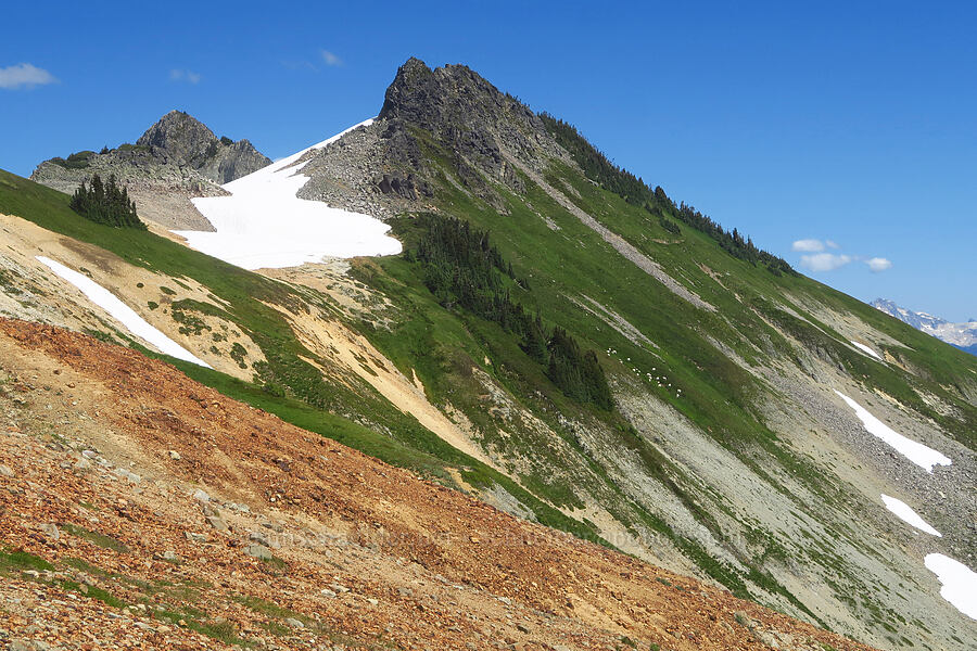 mountain goats below Coleman Pinnacle West (Oreamnos americanus) [Ptarmigan Ridge Trail, Mt. Baker Wilderness, Whatcom County, Washington]