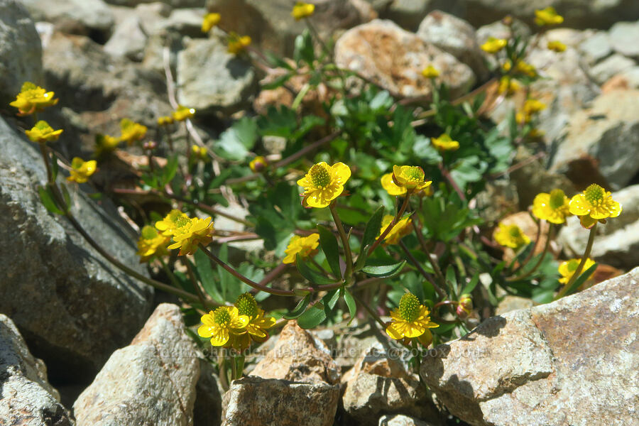 arctic buttercup (Ranunculus grayi (Ranunculus gelidus ssp. grayi)) [Ptarmigan Ridge Trail, Mt. Baker Wilderness, Whatcom County, Washington]