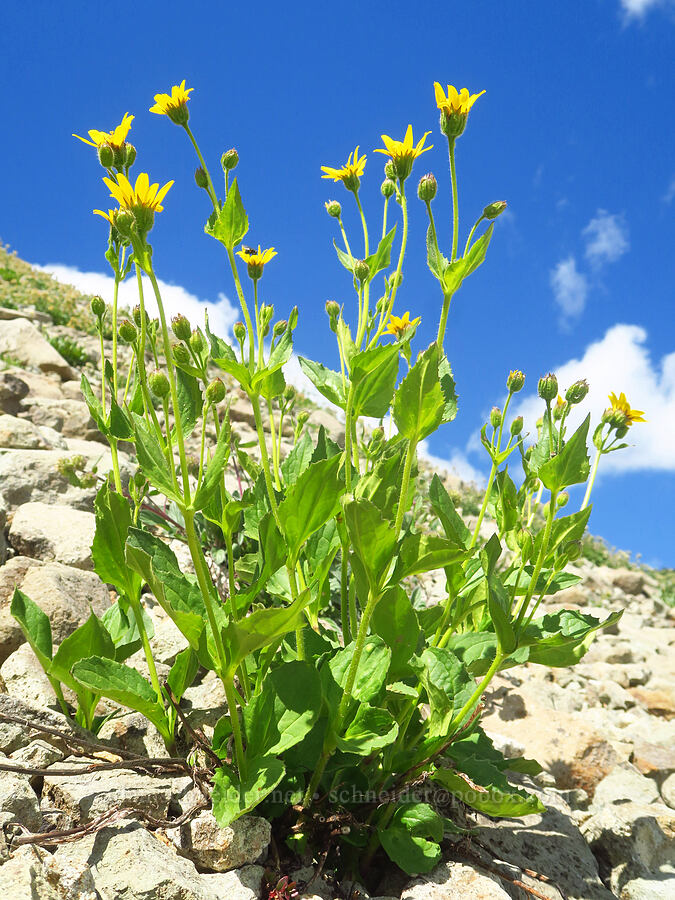 arnica (Arnica sp.) [Ptarmigan Ridge Trail, Mt. Baker Wilderness, Whatcom County, Washington]