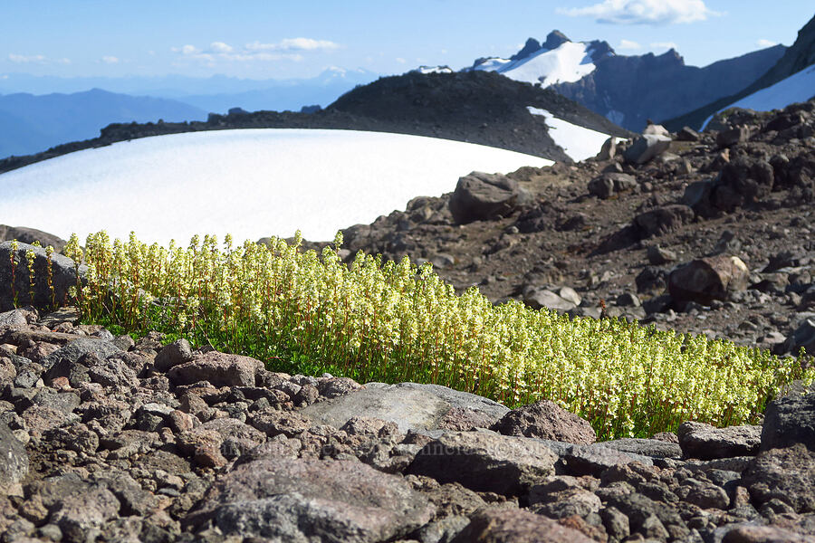partridgefoot (Luetkea pectinata) [Ptarmigan Ridge Trail, Mt. Baker Wilderness, Whatcom County, Washington]