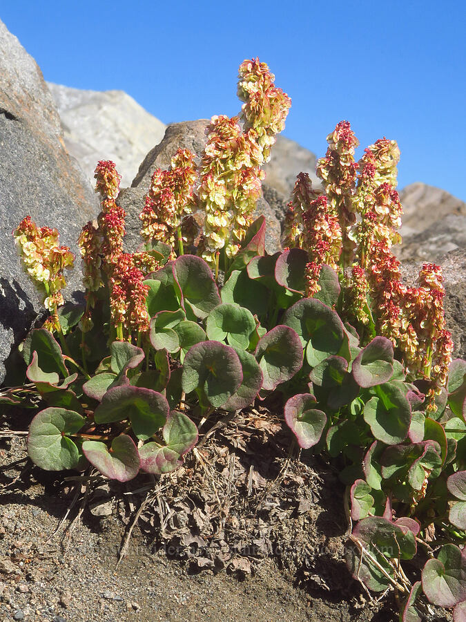 alpine sorrel (Oxyria digyna) [Ptarmigan Ridge Trail, Mt. Baker Wilderness, Whatcom County, Washington]
