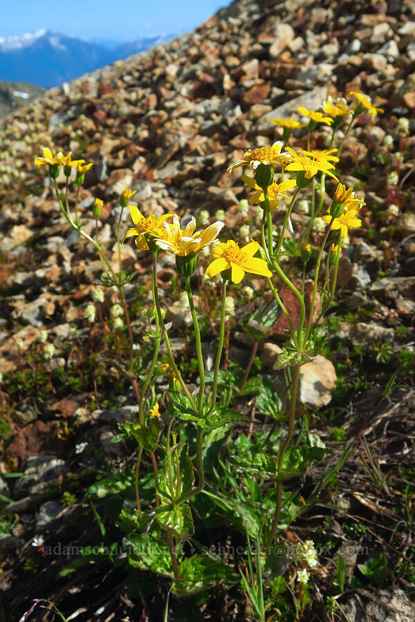 broad-leaf arnica (Arnica latifolia) [Ptarmigan Ridge Trail, Mt. Baker Wilderness, Whatcom County, Washington]