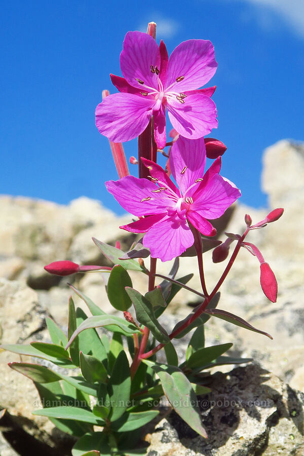 dwarf fireweed (Chamerion latifolium (Chamaenerion latifolium) (Epilobium latifolium)) [Ptarmigan Ridge Trail, Mt. Baker Wilderness, Whatcom County, Washington]