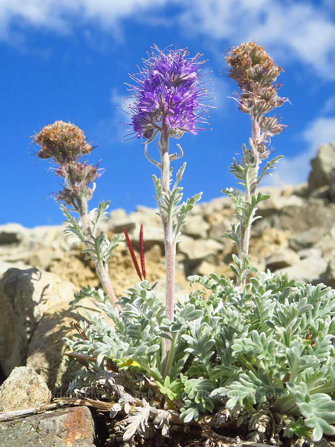 silky phacelia (Phacelia sericea) [Ptarmigan Ridge Trail, Mt. Baker Wilderness, Whatcom County, Washington]