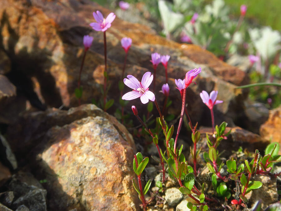talus willow-herb (Epilobium clavatum) [Ptarmigan Ridge Trail, Mt. Baker Wilderness, Whatcom County, Washington]