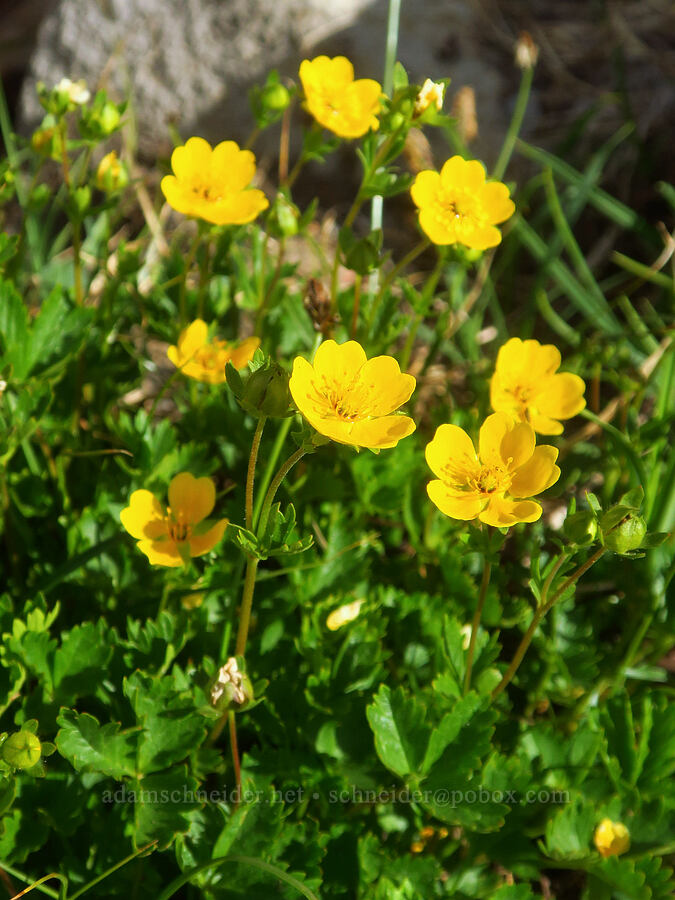 fan-leaf cinquefoil (Potentilla flabellifolia) [Ptarmigan Ridge Trail, Mt. Baker Wilderness, Whatcom County, Washington]