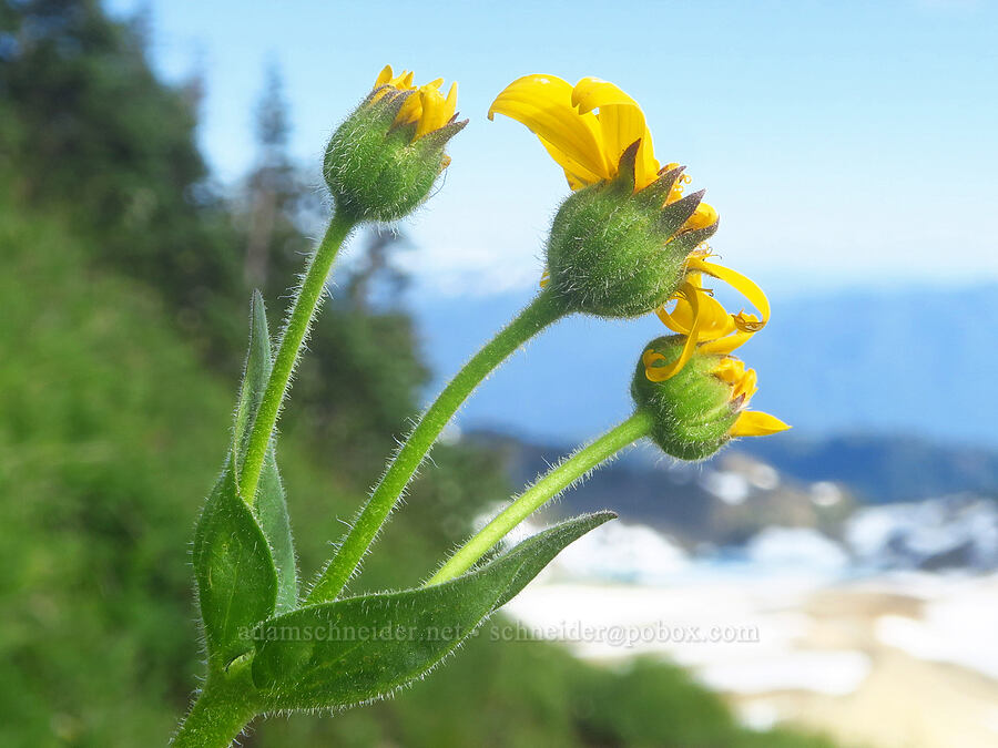 hairy arnica (Arnica mollis) [Ptarmigan Ridge Trail, Mt. Baker Wilderness, Whatcom County, Washington]