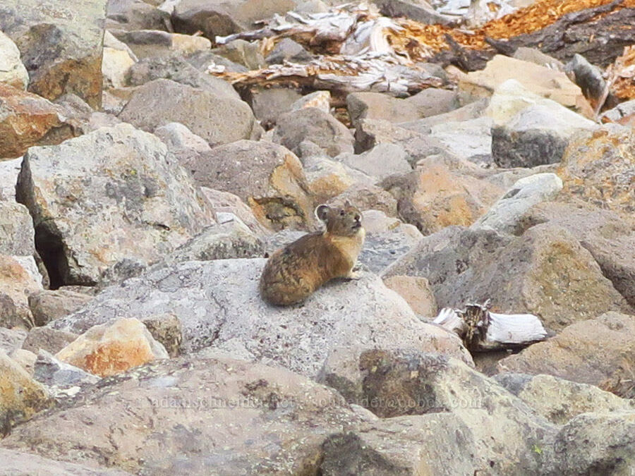 pika (Ochotona princeps fenisex) [Ptarmigan Ridge Trail, Mt. Baker Wilderness, Whatcom County, Washington]