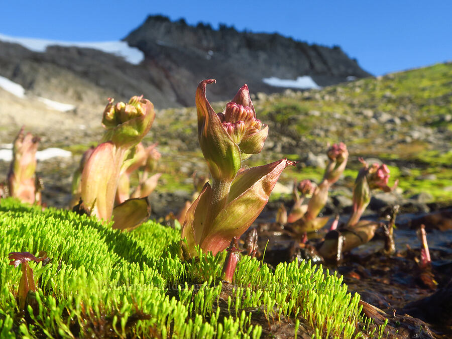 arctic colt's-foot, budding (Petasites frigidus var. frigidus) [Ptarmigan Ridge Trail, Mt. Baker Wilderness, Whatcom County, Washington]