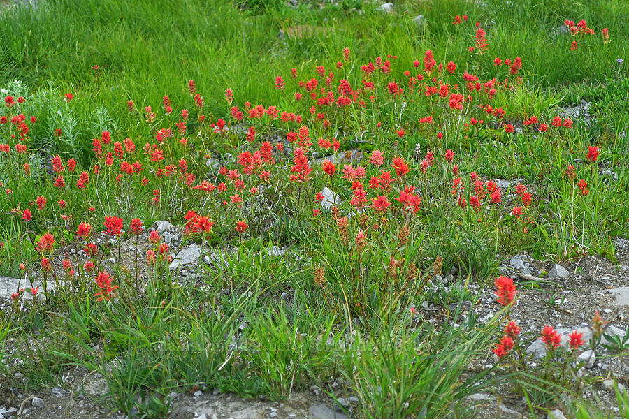 scarlet paintbrush (Castilleja miniata) [Chain Lakes Trail, Mt. Baker-Snoqualmie National Forest, Whatcom County, Washington]