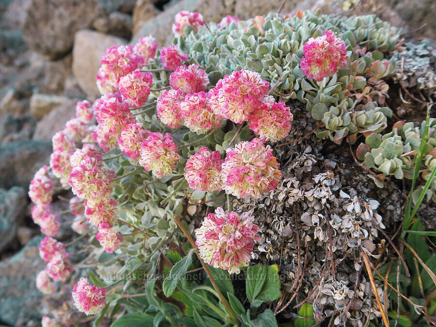 Steens Mountain buckwheat (Eriogonum ovalifolium var. rubidum) [Steens Summit Trail, Steens Mountain, Harney County, Oregon]