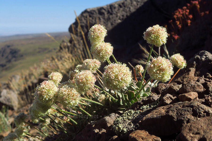 purple cushion buckwheat (Eriogonum ovalifolium var. purpureum) [Steens Summit Trail, Steens Mountain, Harney County, Oregon]